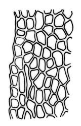 Fissidens  integerrimus, laminal cells, margin of vaginant lamina in proximal region. Drawn from J.E. Beever 33-05, CHR 462138.
 Image: R.C. Wagstaff © Landcare Research 2014 